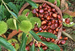 蕙蘭山下好風光，鹽田河畔板栗香——農副產品銷售助力鄉村振興新篇章