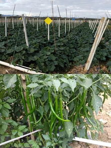 決勝2019 牙叉鎮農副產品展銷會人氣高漲，銷售額突破6.1萬元