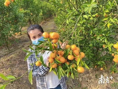 惠城蘆洲90后扶貧專干變身“網紅主播”，直播帶貨助力農副產品暢銷