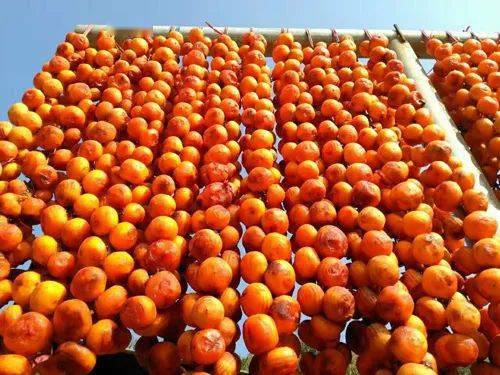 平陸深秋畫卷 萬畝紅葉映花海，特色農產助振興